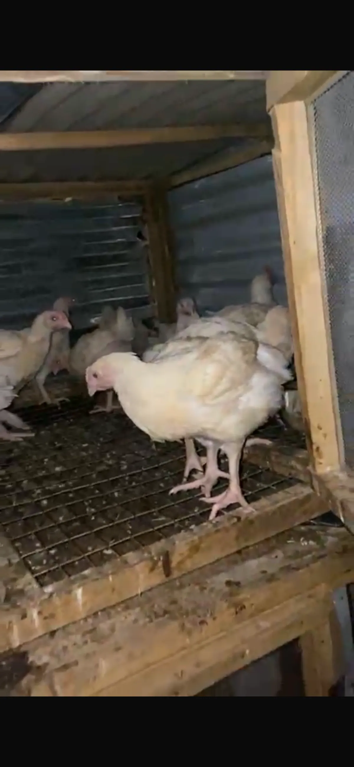 7Week Broilers Chicken. - Image 2