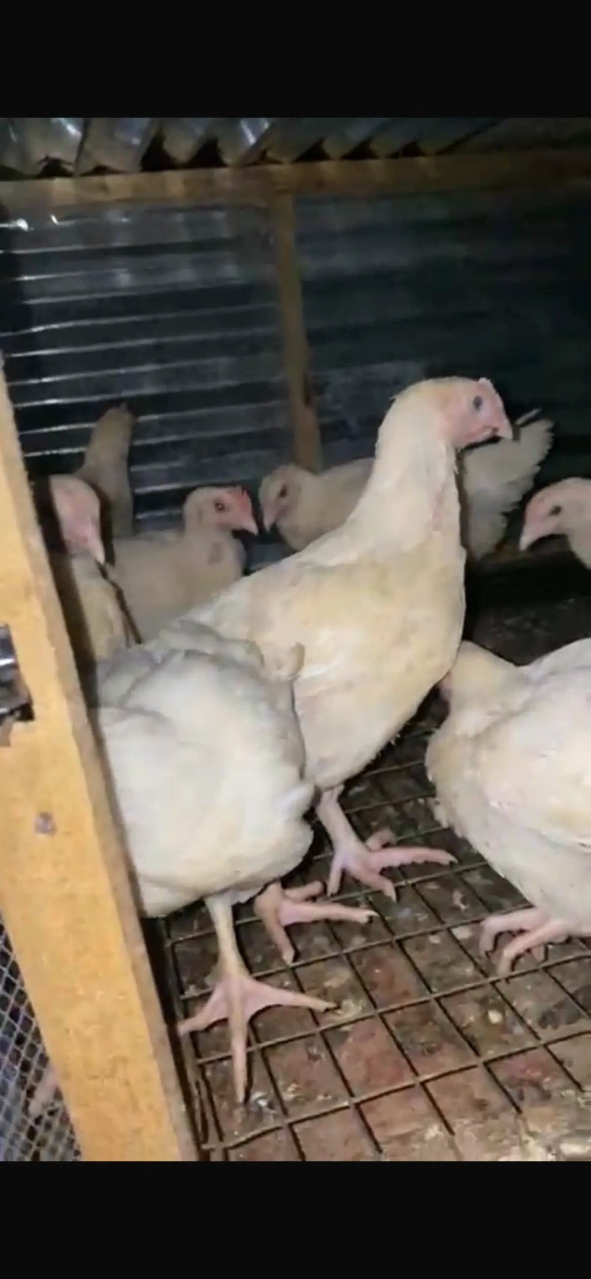 7Week Broilers Chicken. - Image 3