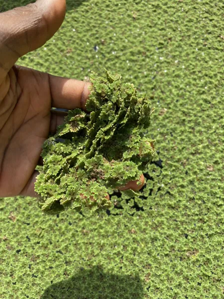 Azolla Water Plant