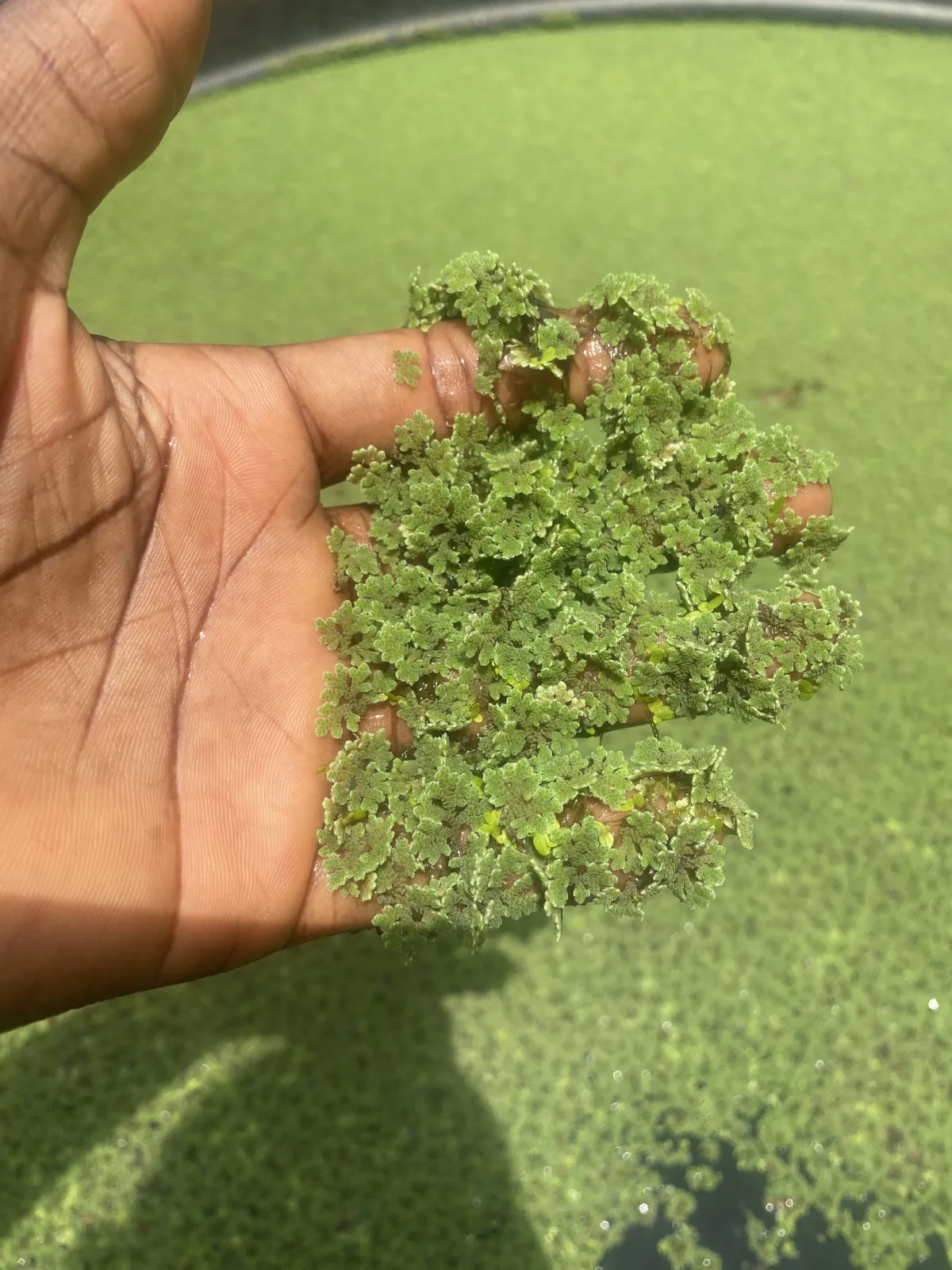 Azolla Water Plant - Image 2