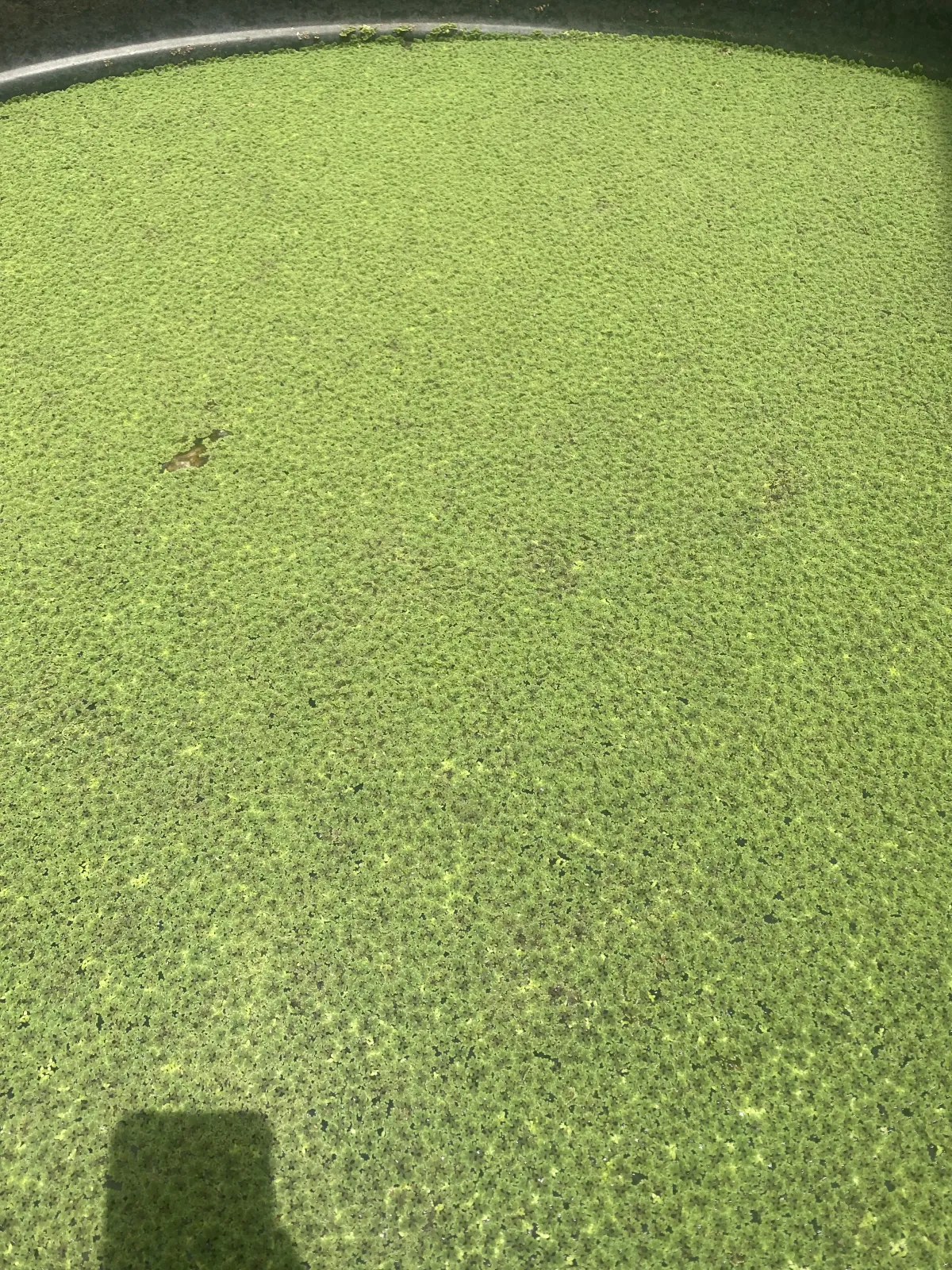 Azolla Water Plant - Image 3