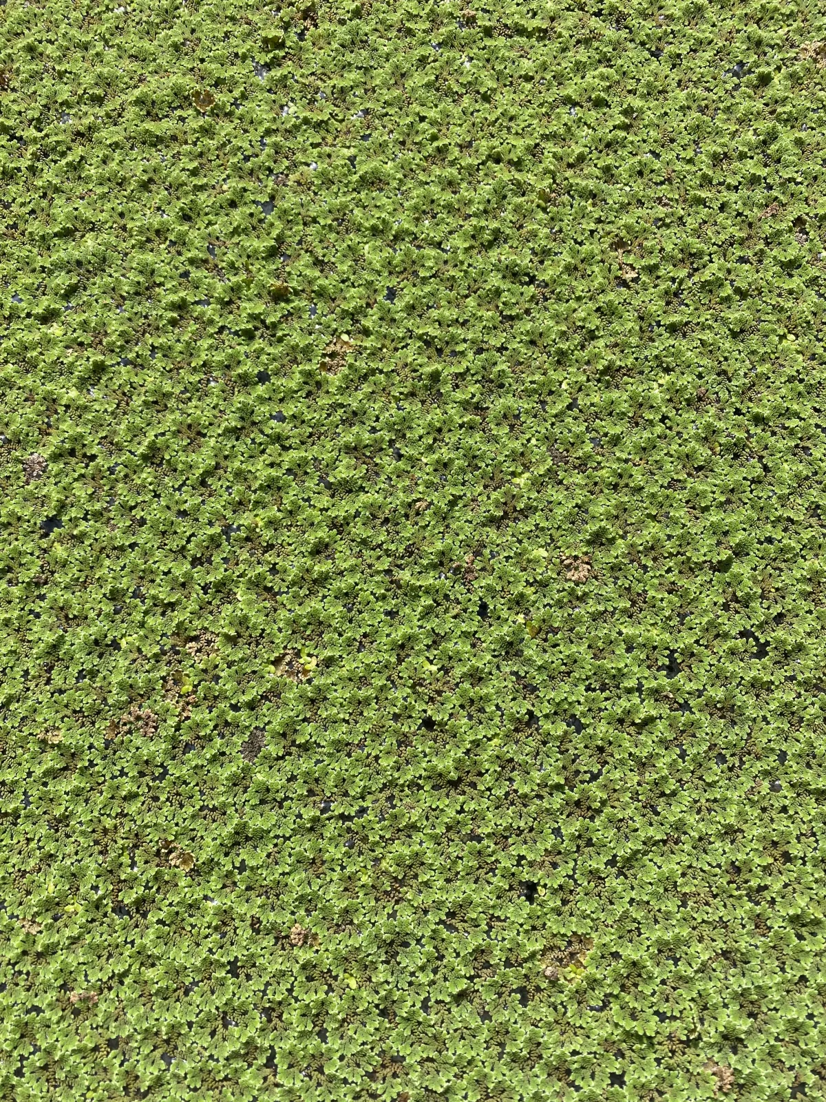 Azolla Water Plant - Image 4