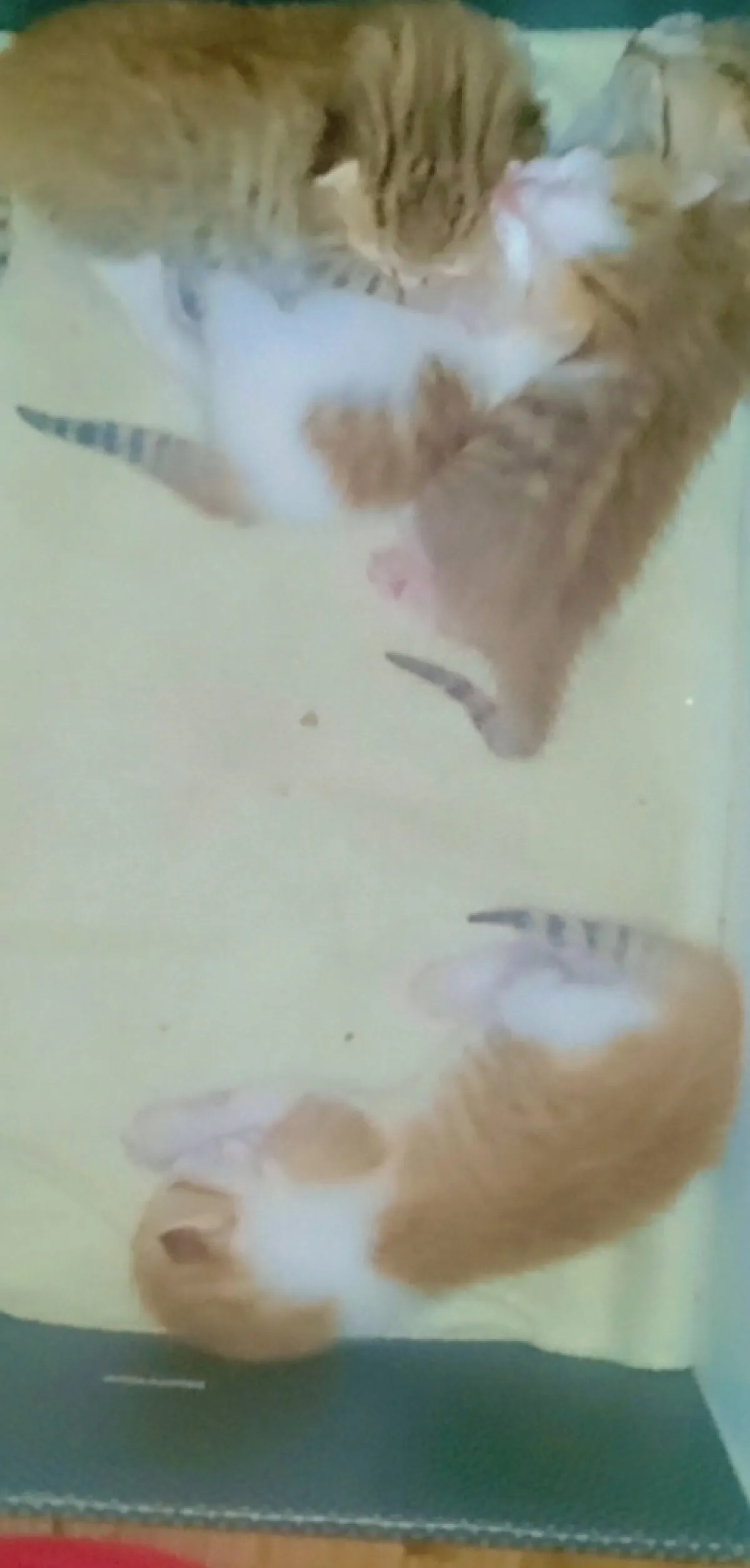 Turkish Angora Cats - Image 1