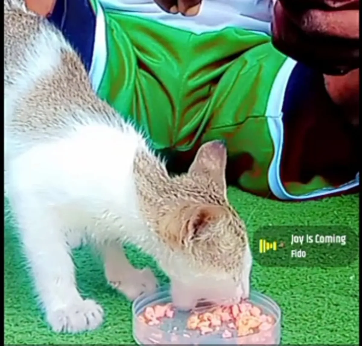 Turkish Angora Cats - Image 2