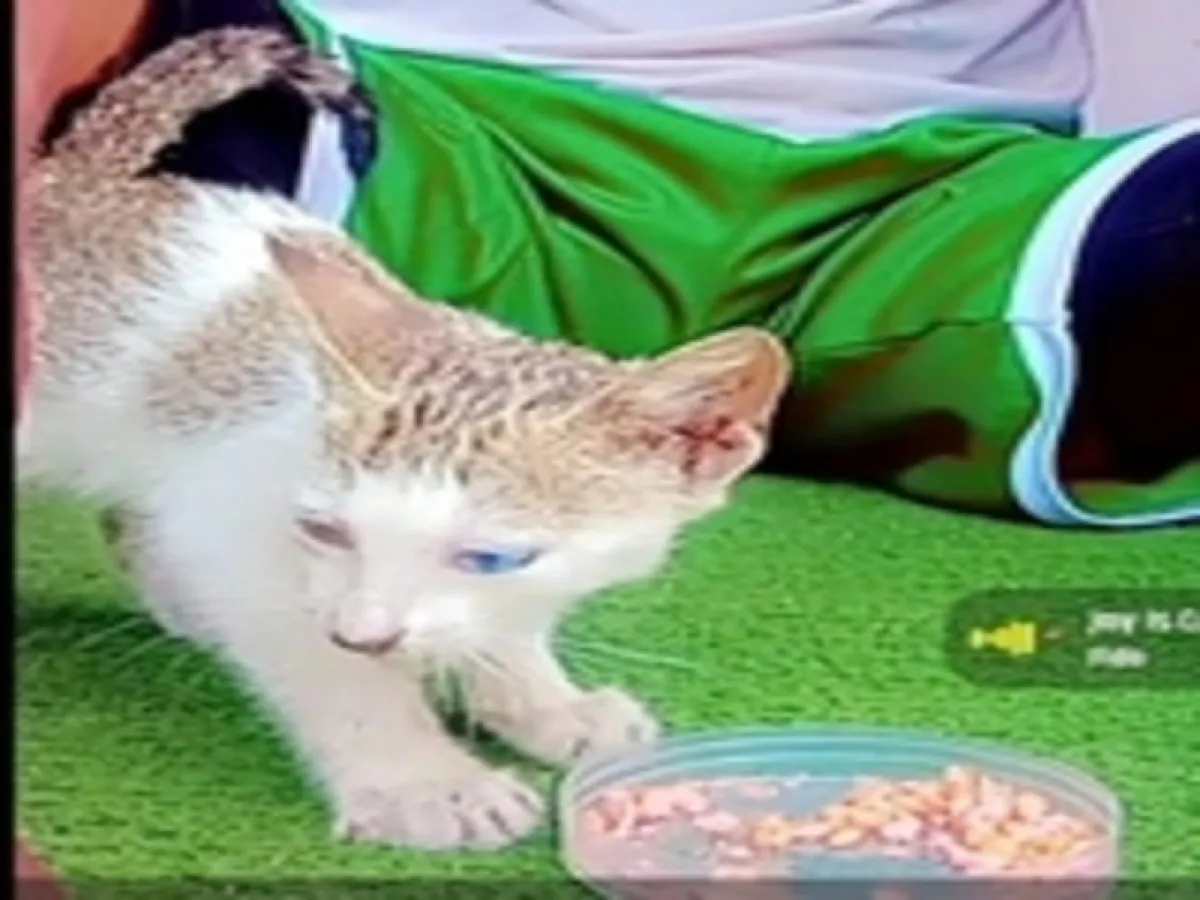 Turkish Angora Cats - Image 3