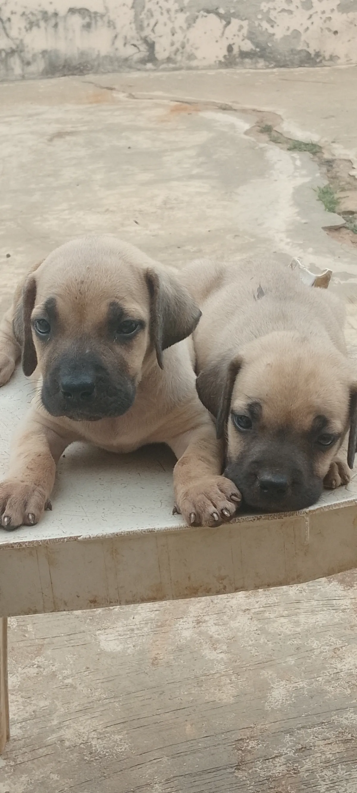 BOERBOEL PUPPIES AVAILABLE FOR SALE - Image 1