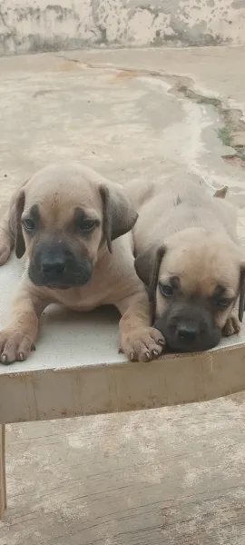 BOERBOEL PUPPIES AVAILABLE FOR SALE