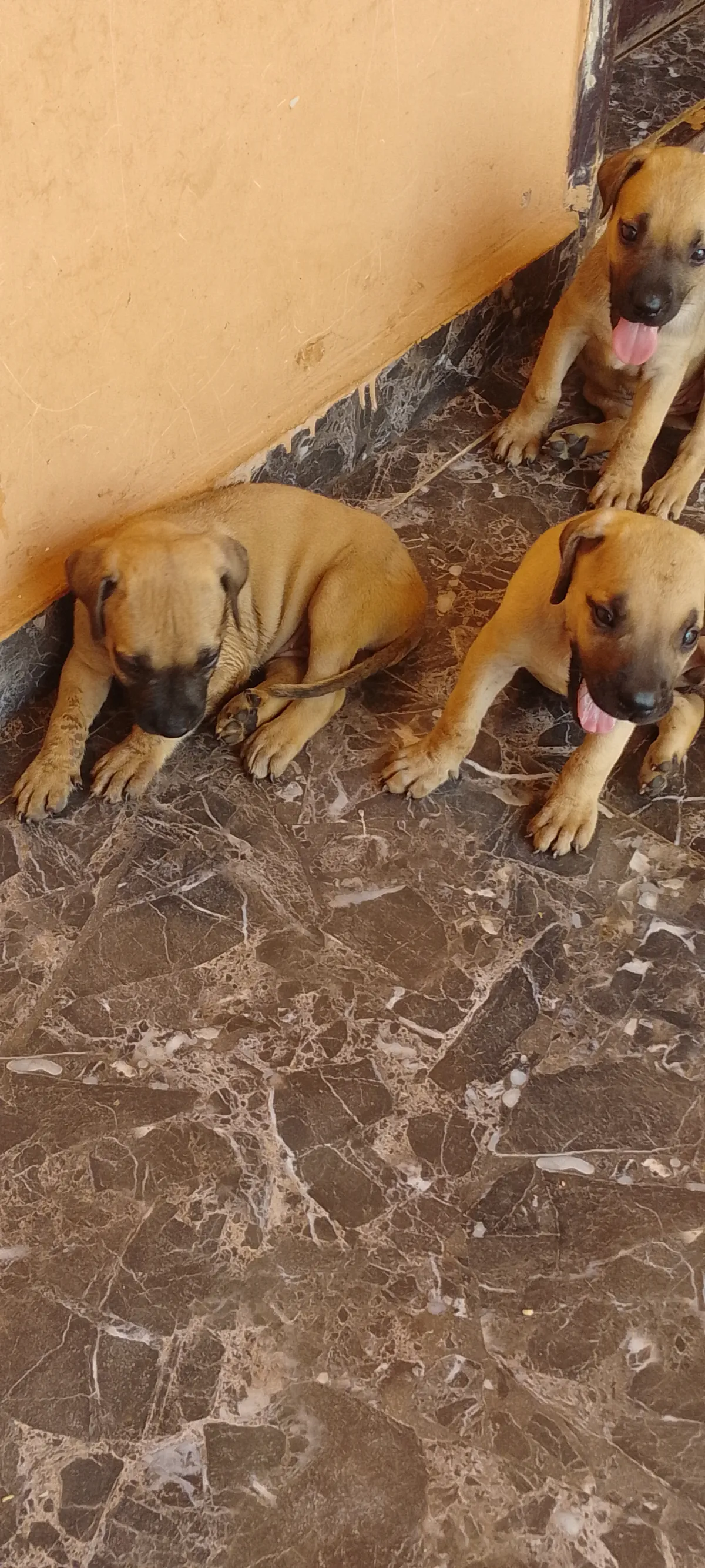 BOERBOEL PUPPIES AVAILABLE FOR SALE - Image 2