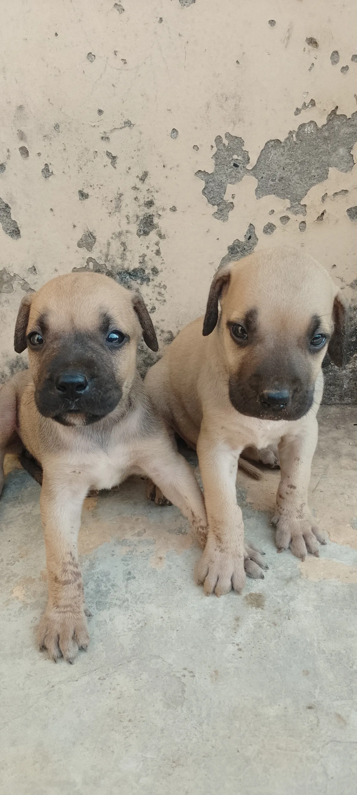 BOERBOEL PUPPIES AVAILABLE FOR SALE - Image 3