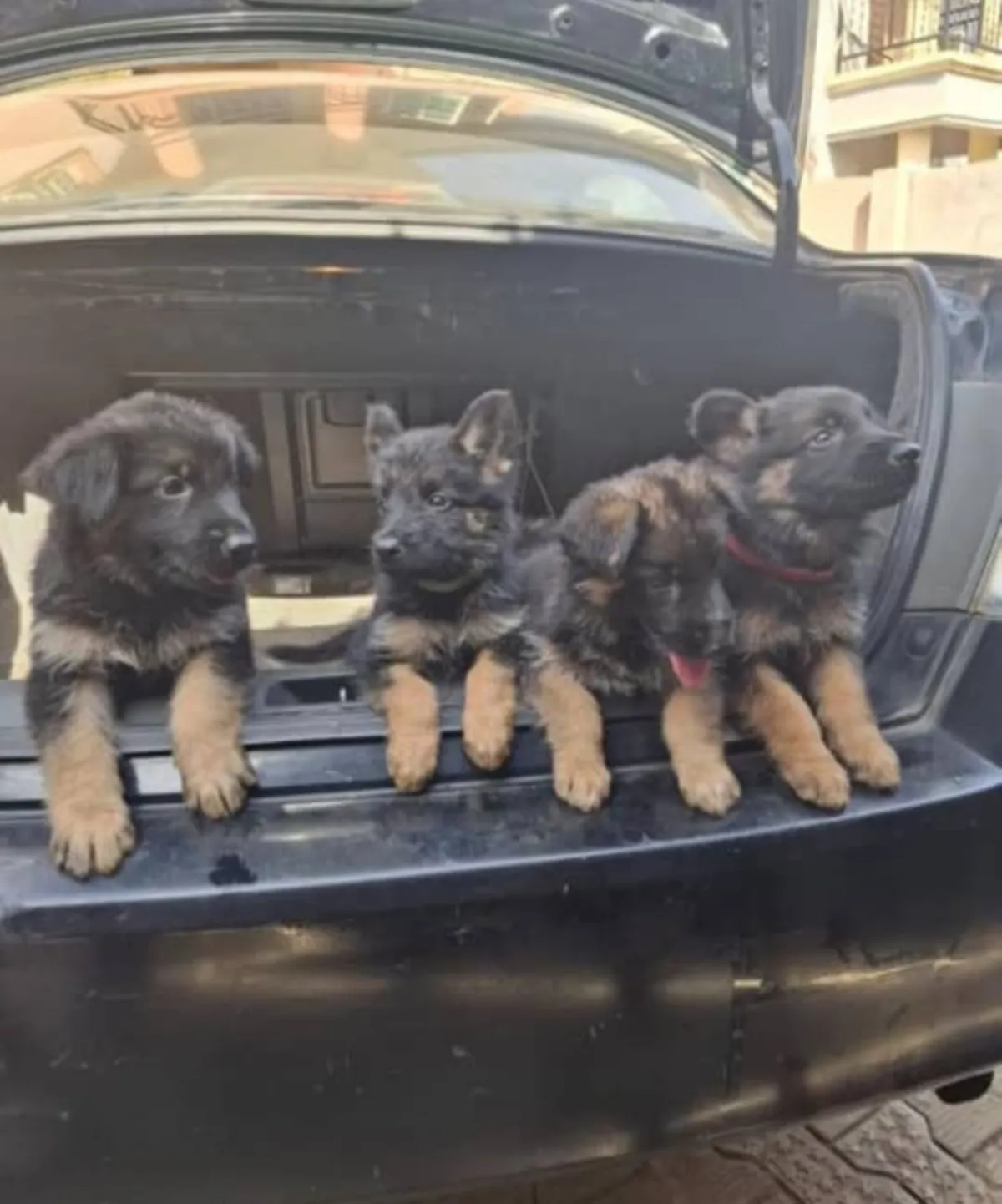 Purebred German Shepherd Male and female available for new home DMse e - Image 1