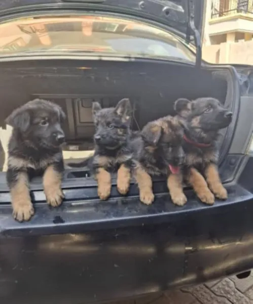 Purebred German Shepherd Male and female available for new home DMse e