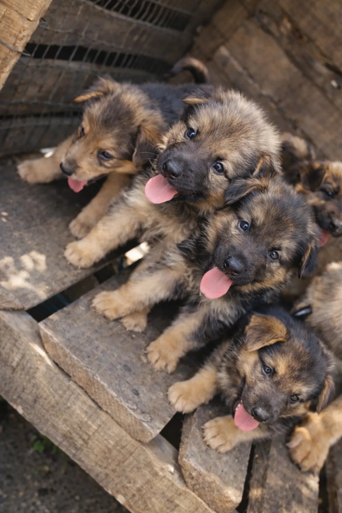 Purebred German Shepherd Male and female available for new home DMse e - Image 2