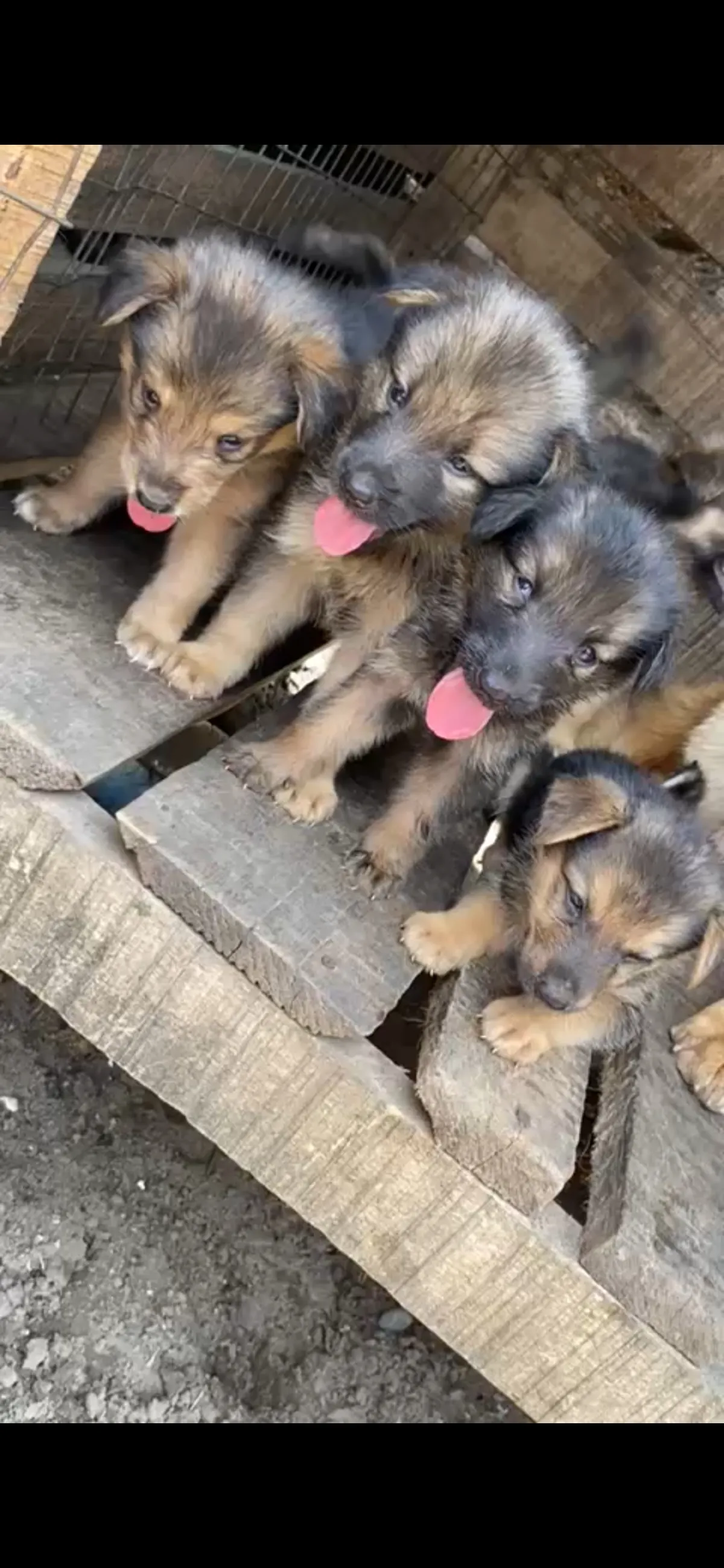 Purebred German Shepherd Male and female available for new home DMse e - Image 3