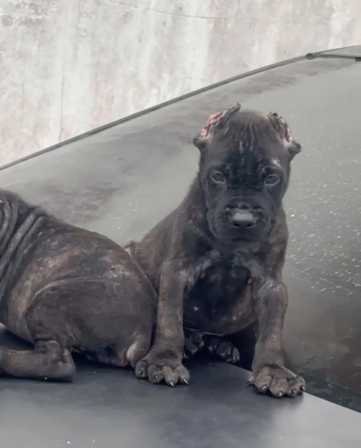 Cane Corso Male and female available for new home, DM for negotiable. - Image 2