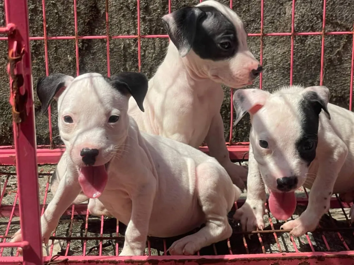 Male and female Pitbulls available for a new home. DM is open price negoti - Image 1