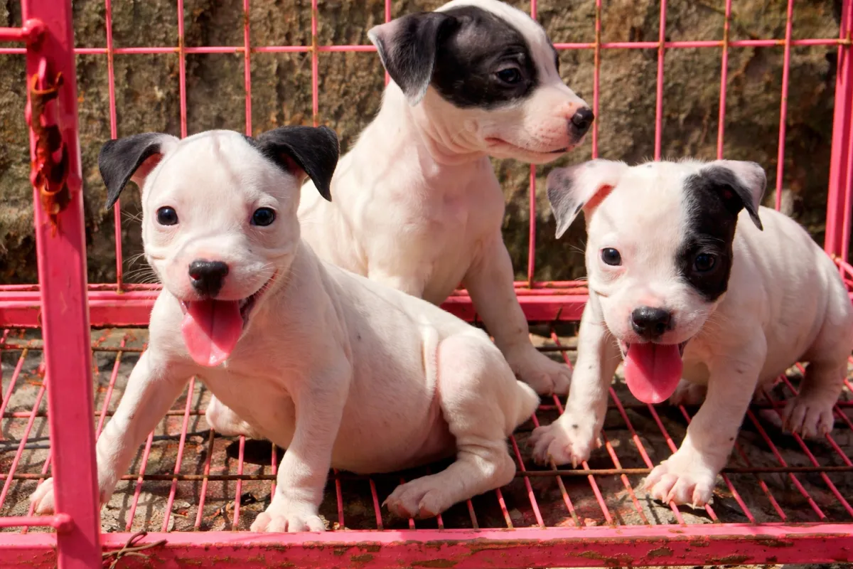 Male and female Pitbulls available for a new home. DM is open price negoti - Image 2