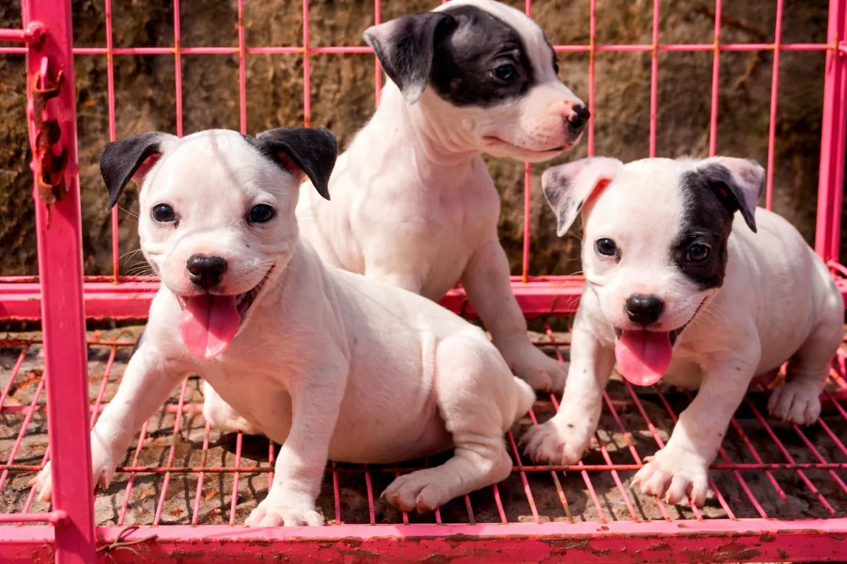 Male and female Pitbulls available for a new home. DM is open price negoti - Image 3