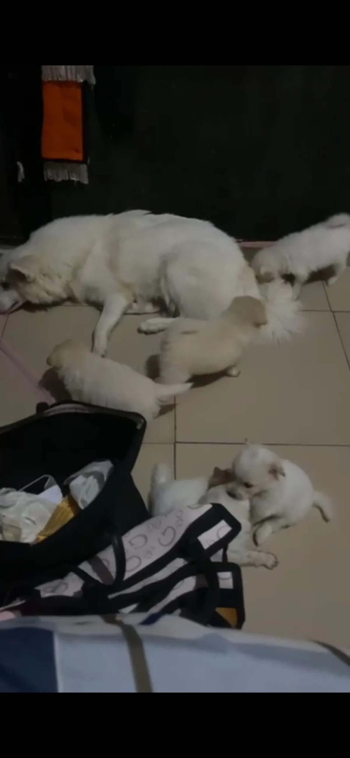 Male and female American Eskimo available for a new home. DM is open price - Image 1