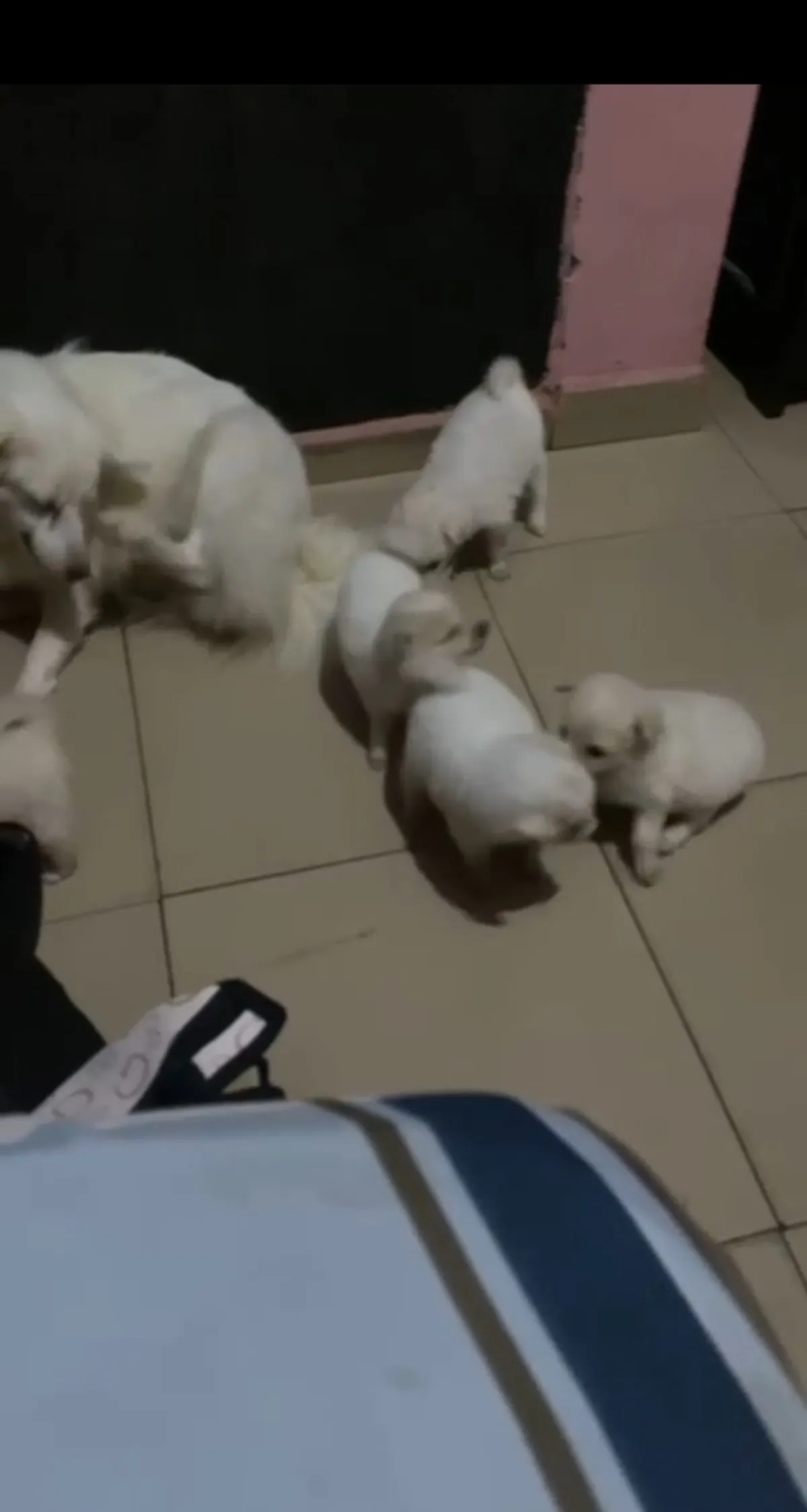 Male and female American Eskimo available for a new home. DM is open price - Image 2