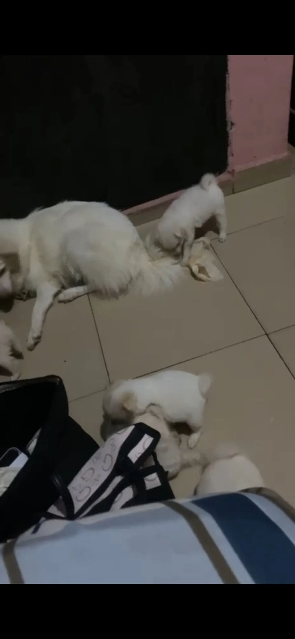 Male and female American Eskimo available for a new home. DM is open price - Image 3