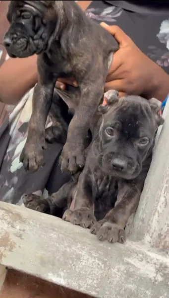 Male and female Cane Cors available for a new home. DM is open price negoti