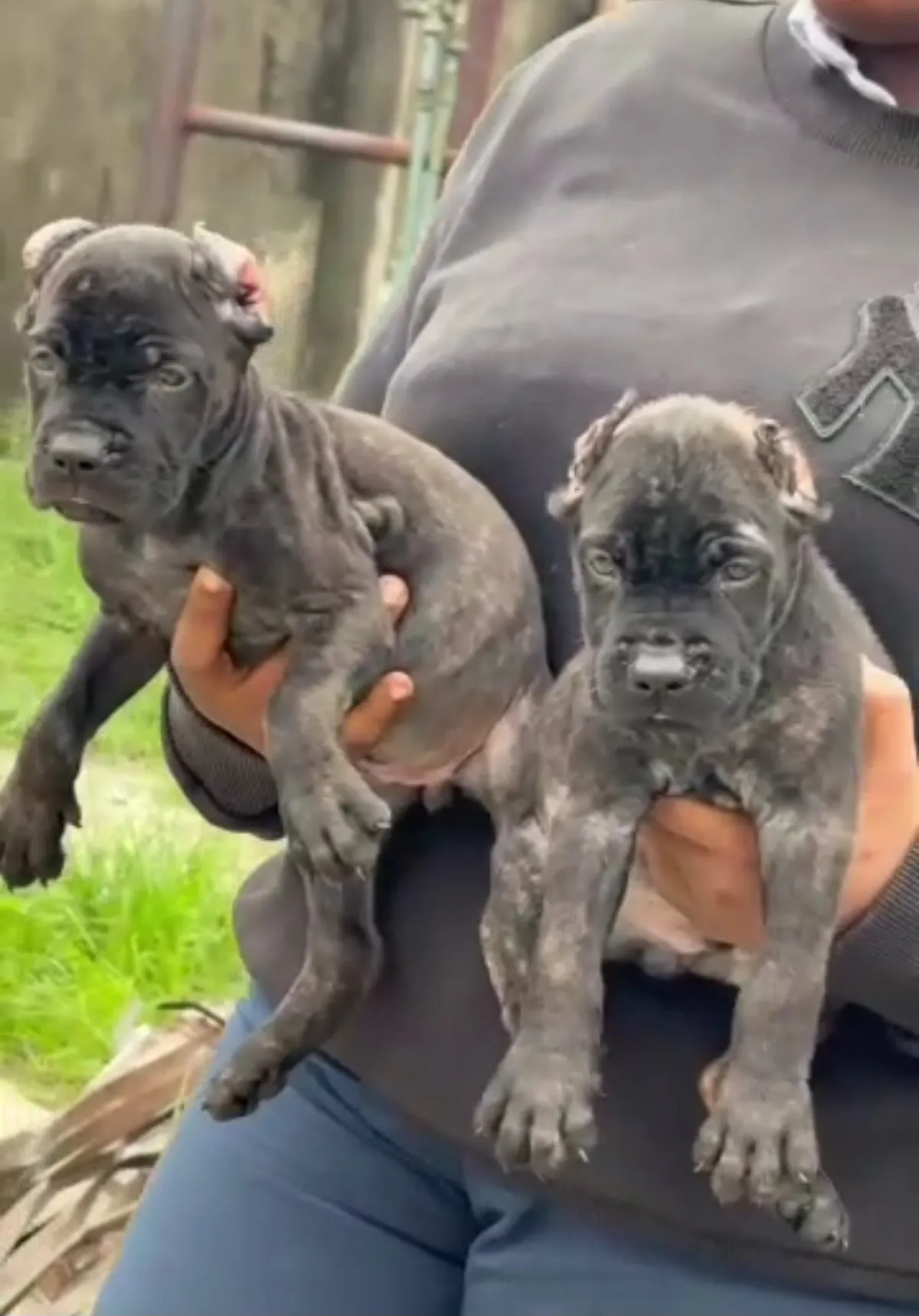 Male and female Cane Cors available for a new home. DM is open price negoti - Image 2