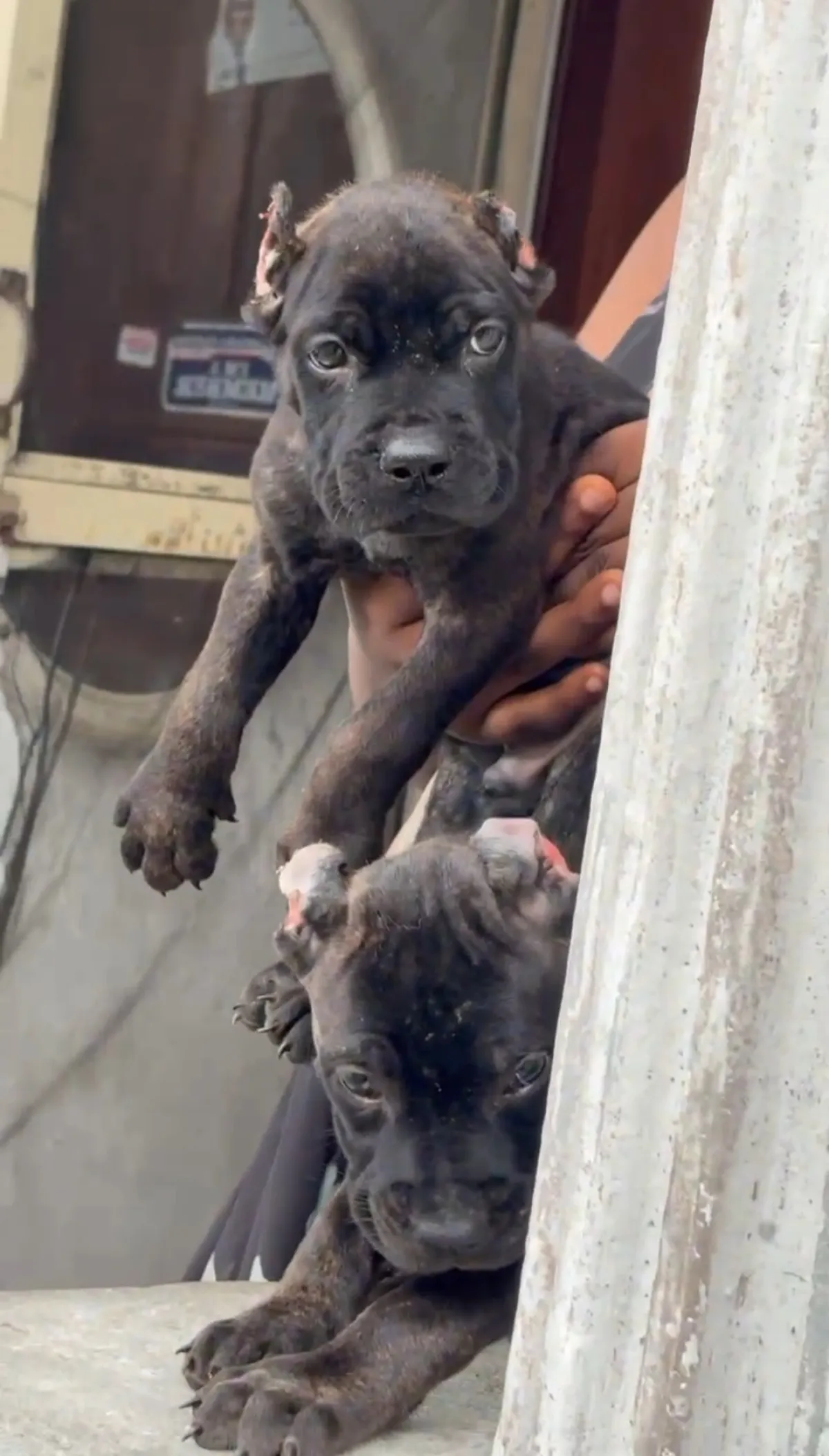 Male and female Cane Cors available for a new home. DM is open price negoti - Image 3