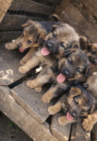 Male and female German Shepherd available for a new home. DM is open price