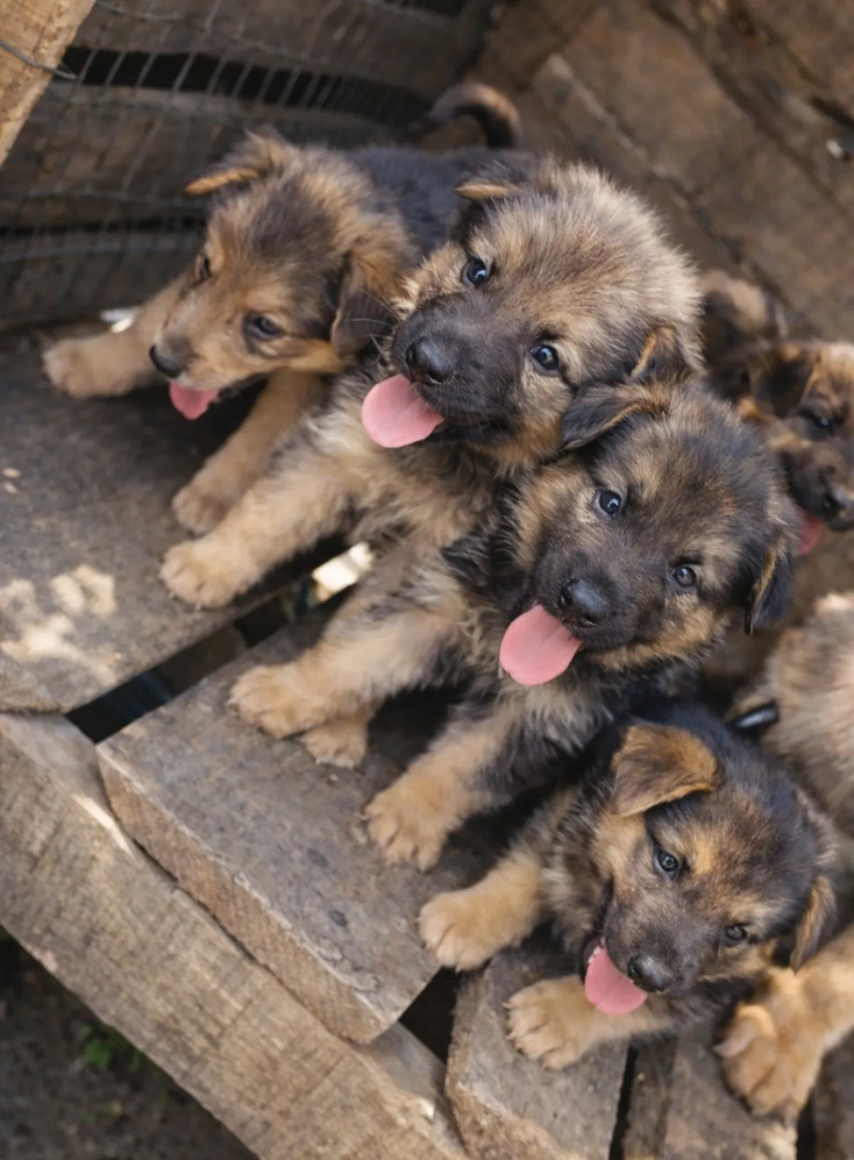 Male and female German Shepherd available for a new home. DM is open price - Image 2