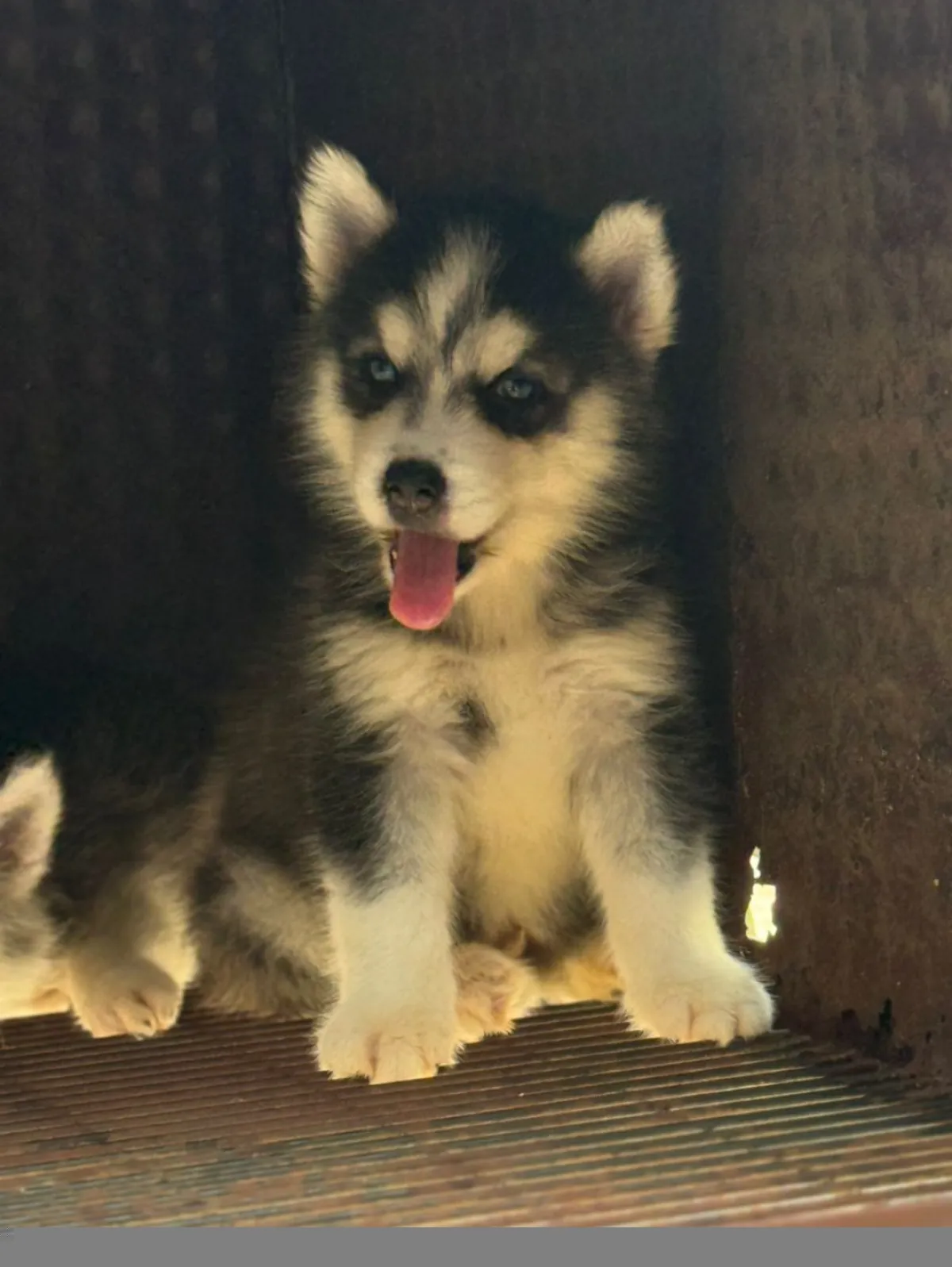 Male and female Siberia Husky available for a new home. DM is open price n - Image 1