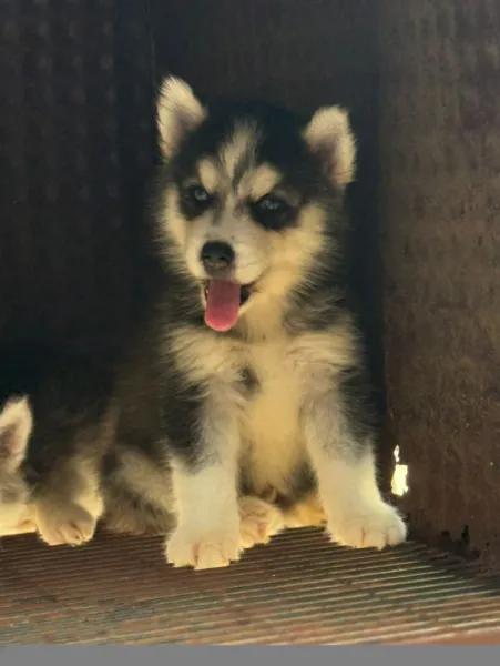 Male and female Siberia Husky available for a new home. DM is open price n