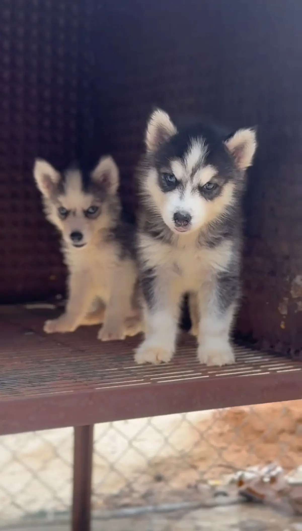 Male and female Siberia Husky available for a new home. DM is open price n - Image 2