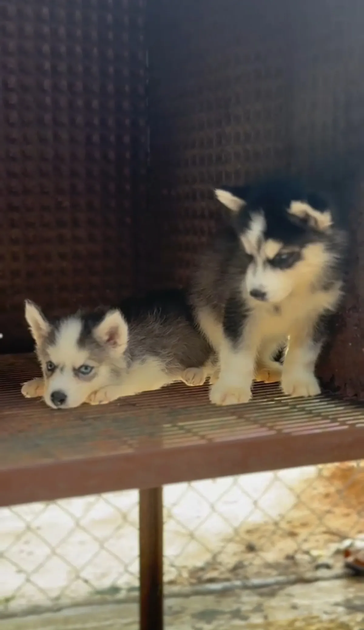 Male and female Siberia Husky available for a new home. DM is open price n - Image 3