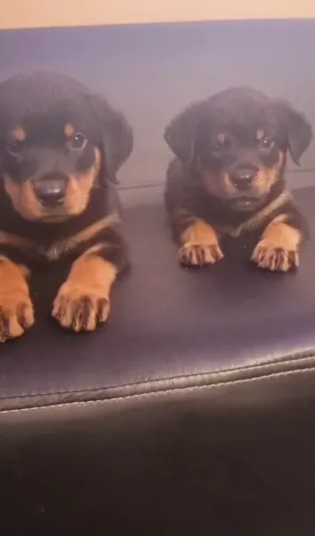 Male and female Rottweller available for a new home. DM is open price nego