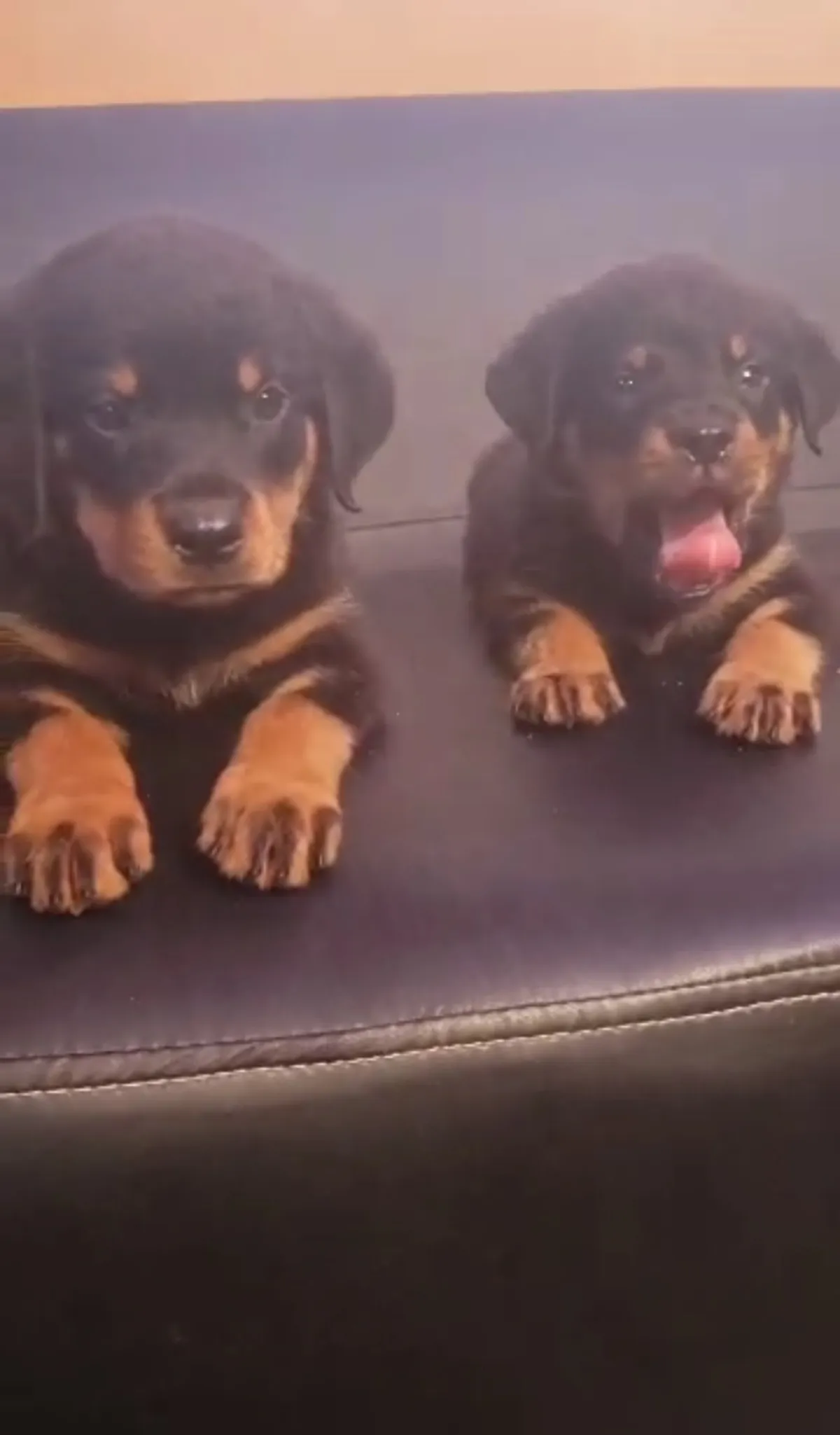 Male and female Rottweller available for a new home. DM is open price nego - Image 2