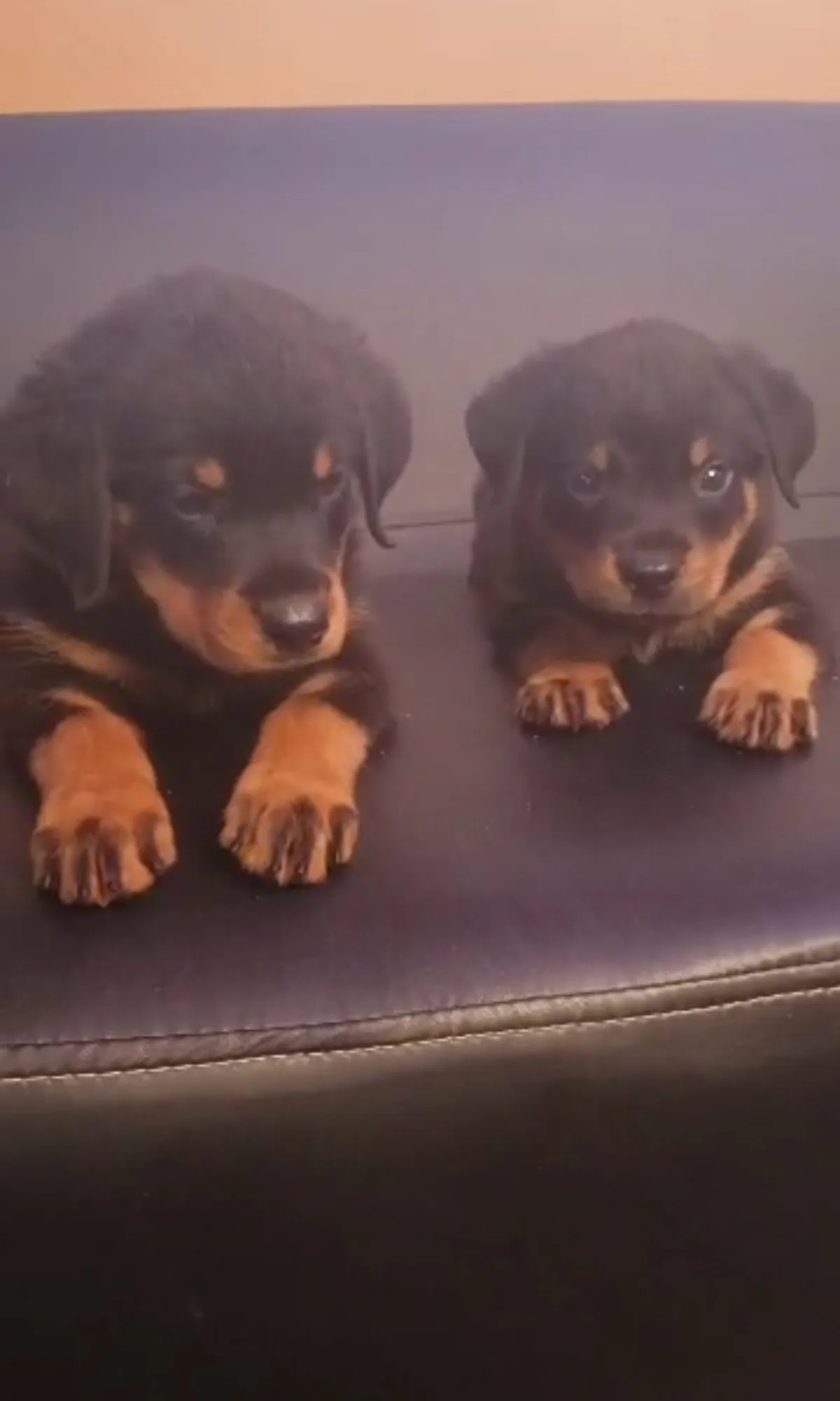 Male and female Rottweller available for a new home. DM is open price nego - Image 3