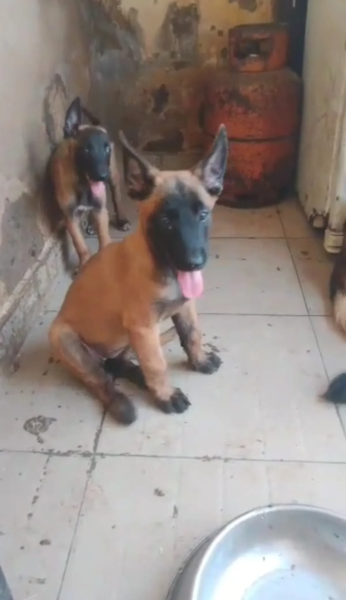 Male and female Belgian Malinois available for a new home. DM is open price - Image 1