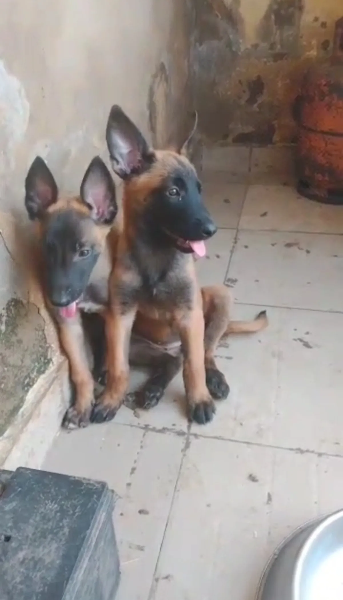 Male and female Belgian Malinois available for a new home. DM is open price - Image 2