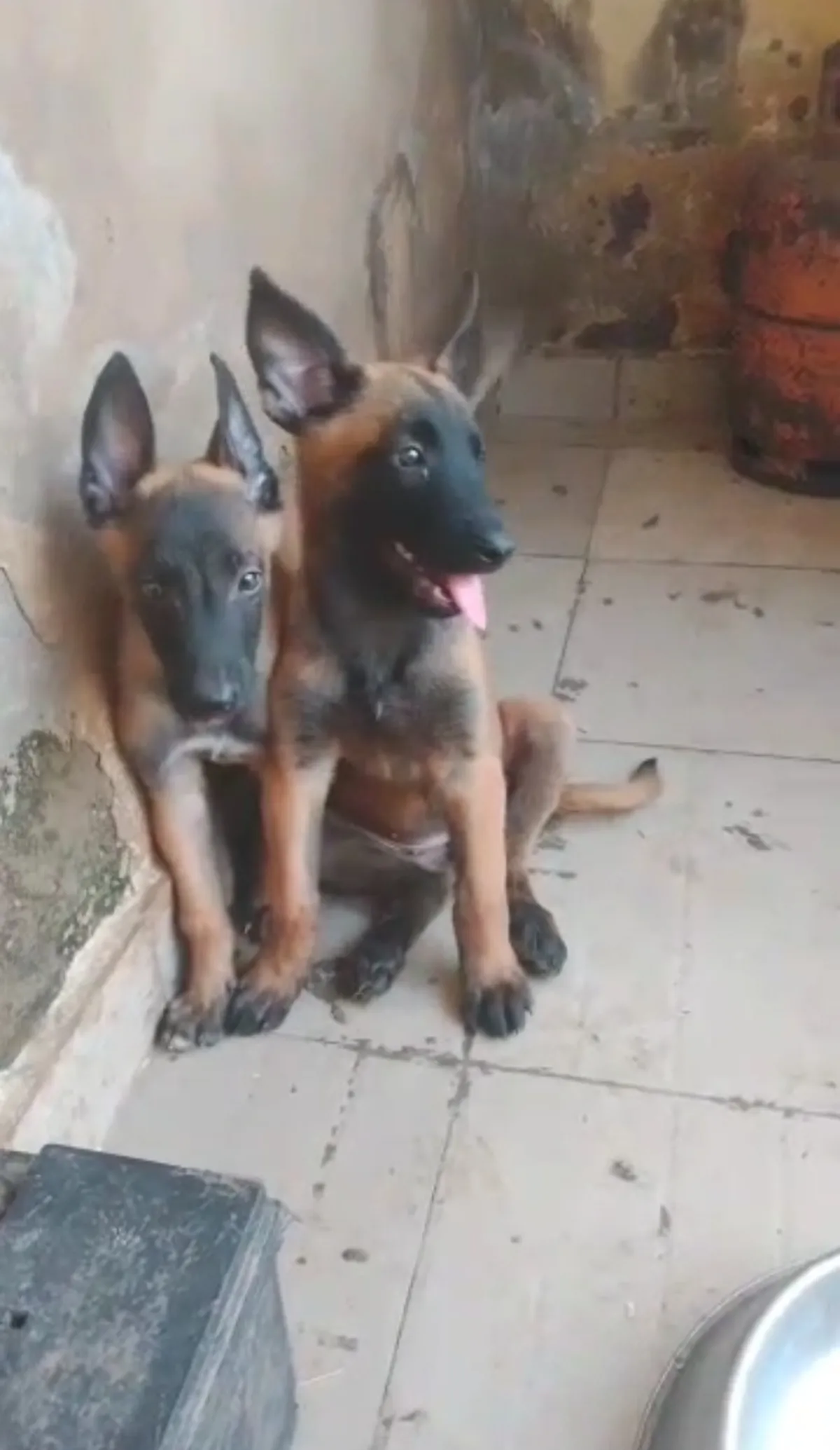 Male and female Belgian Malinois available for a new home. DM is open price - Image 3