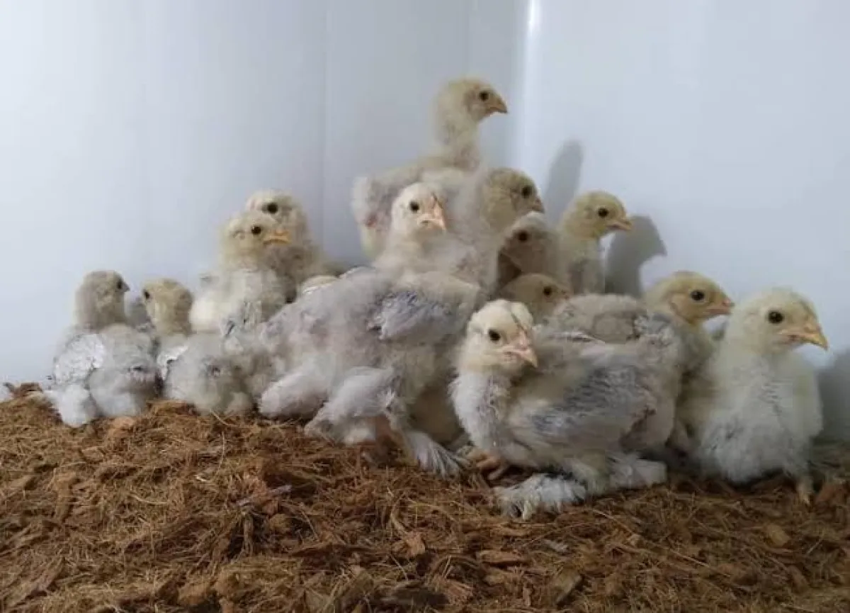 3weeks old Brahma chicken for sale - Image 2