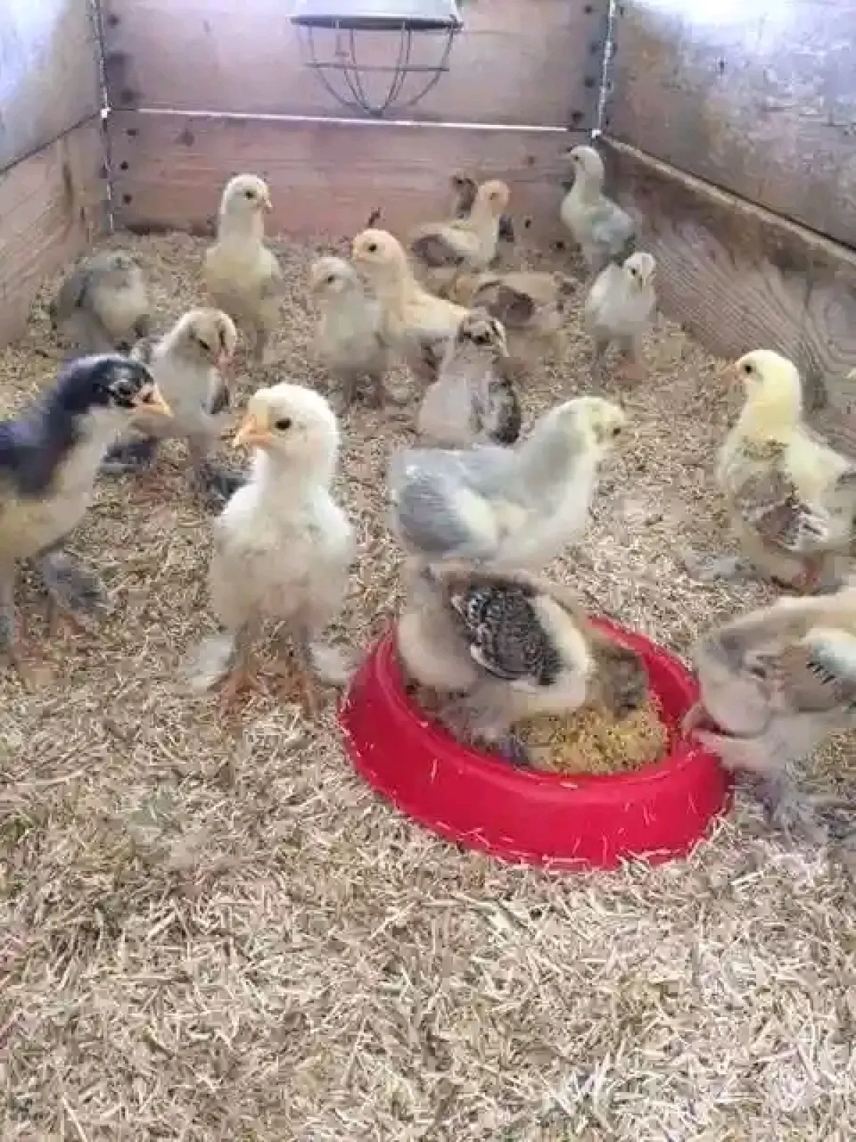 3weeks old Brahma chicken for sale - Image 3