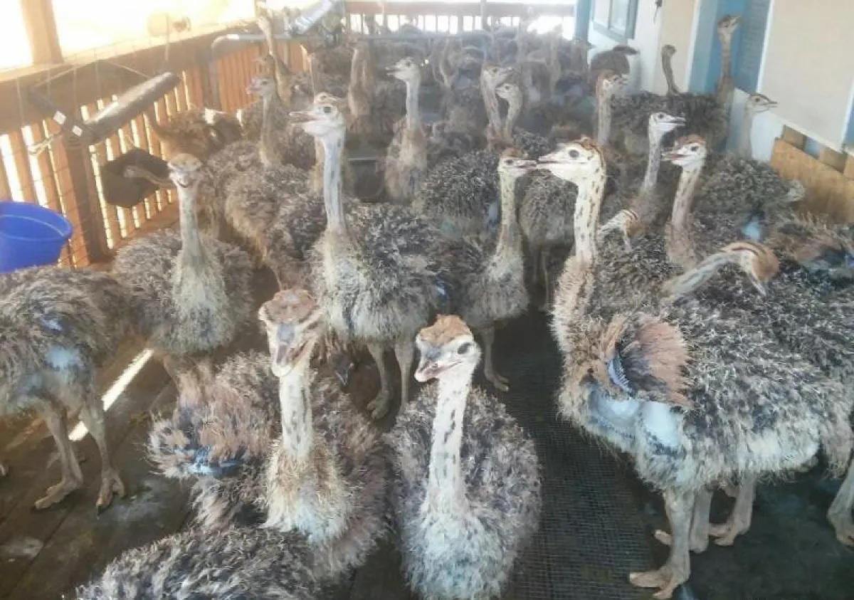 Matured ostrich bird is available for sale - Image 1