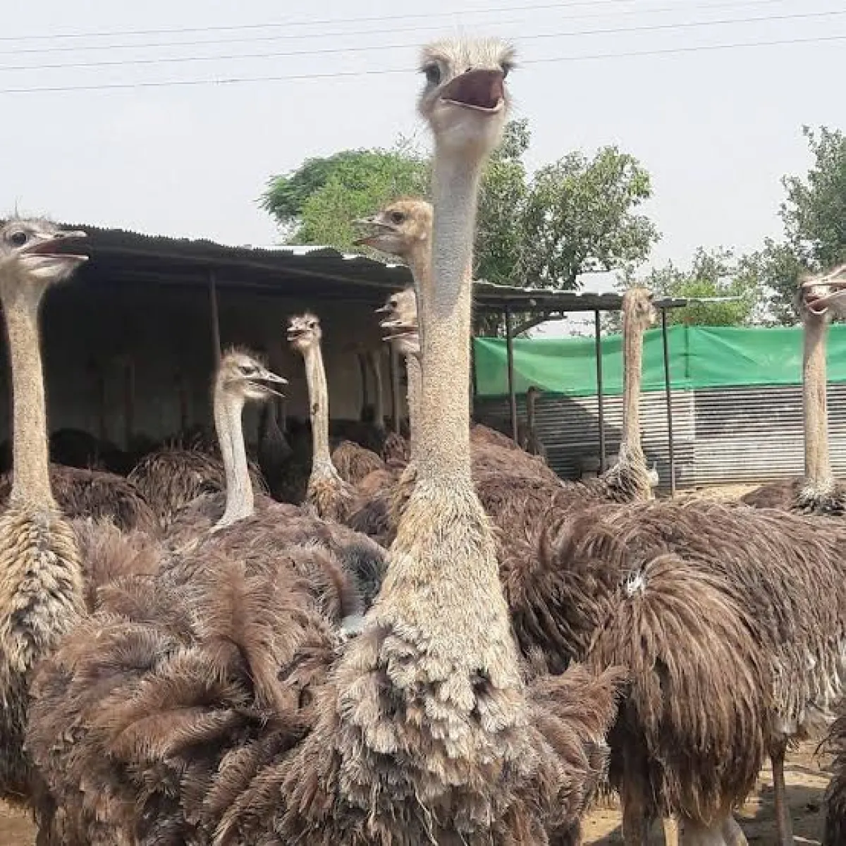 Matured ostrich bird is available for sale - Image 2