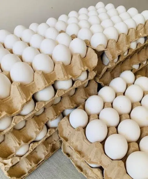 Fresh white eggs for sale