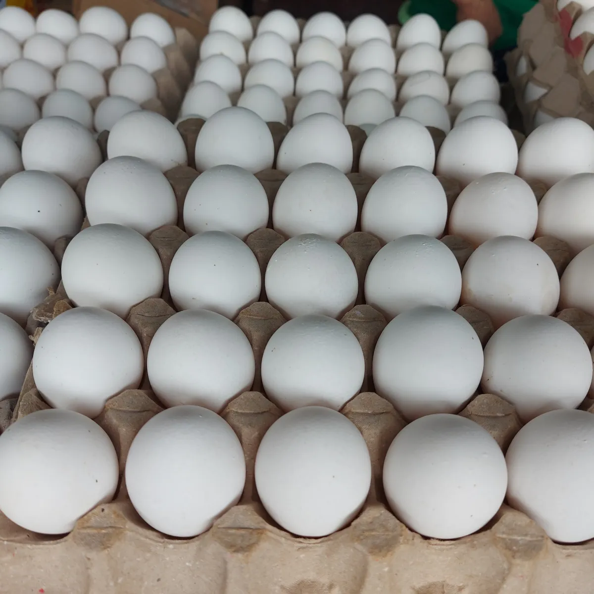 Fresh white eggs for sale - Image 3