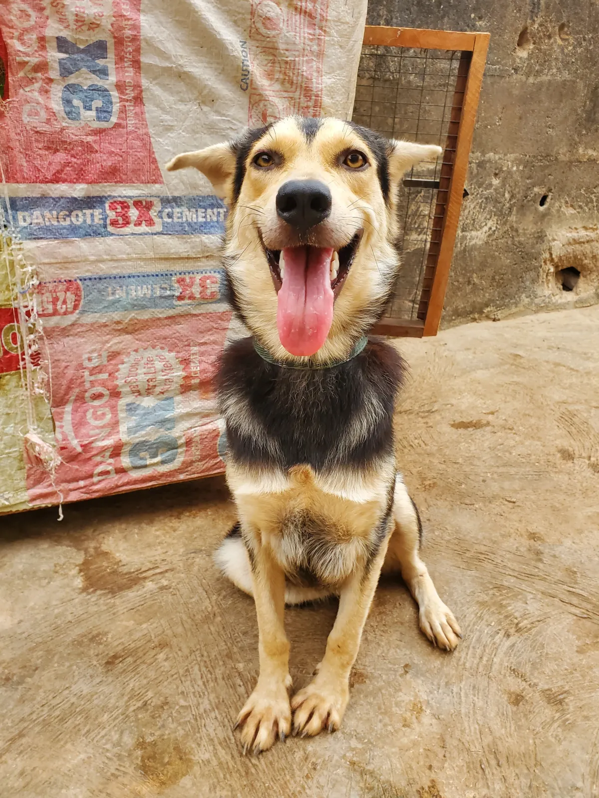 Husky-Shepherd Ready For A New Home - Image 1