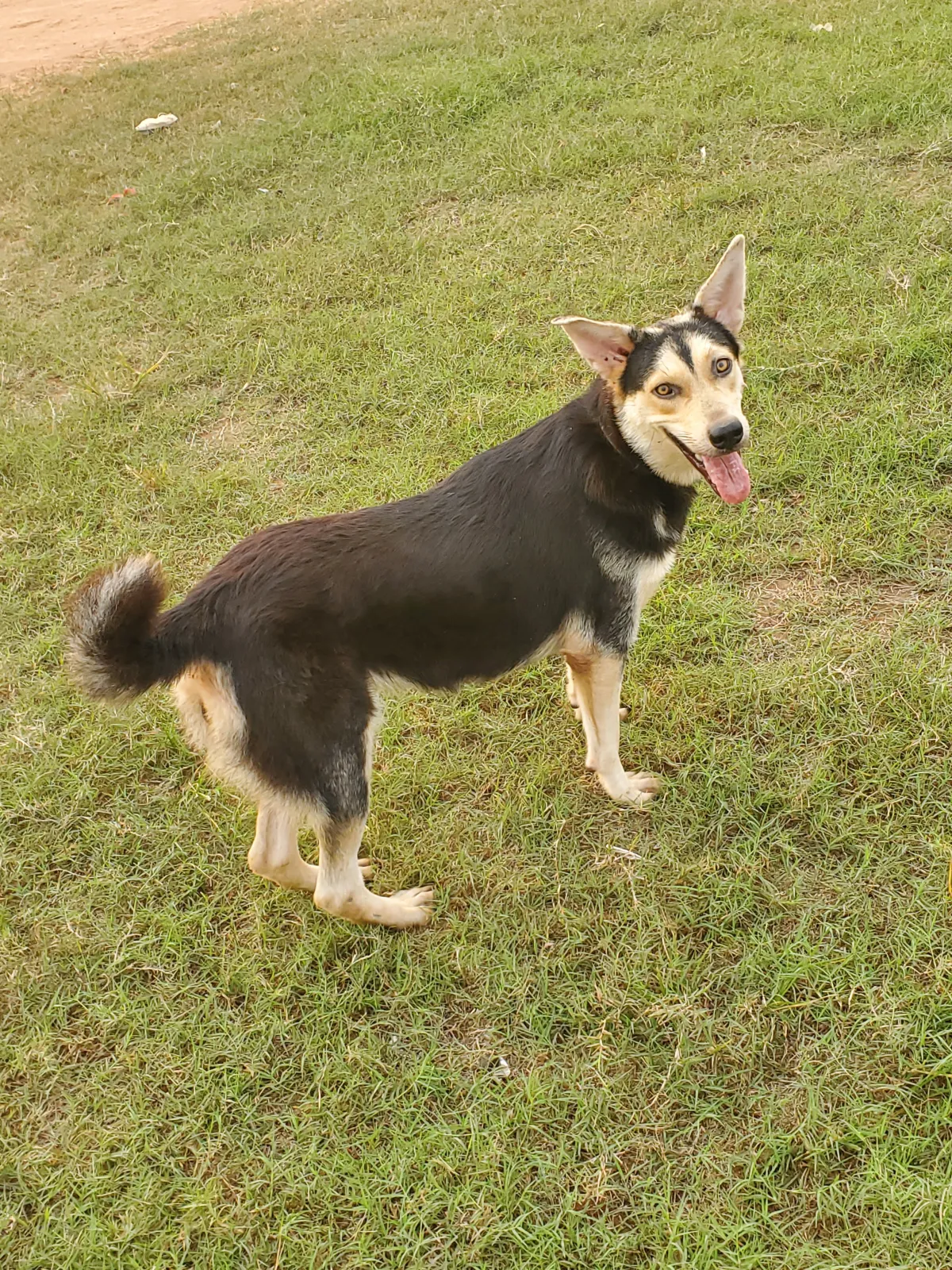 Husky-Shepherd Ready For A New Home - Image 2