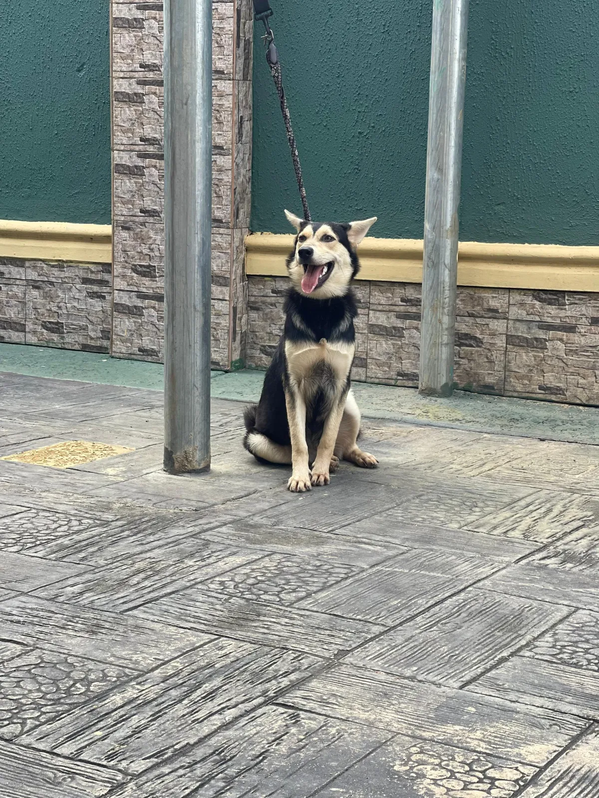 Husky-Shepherd Ready For A New Home - Image 3