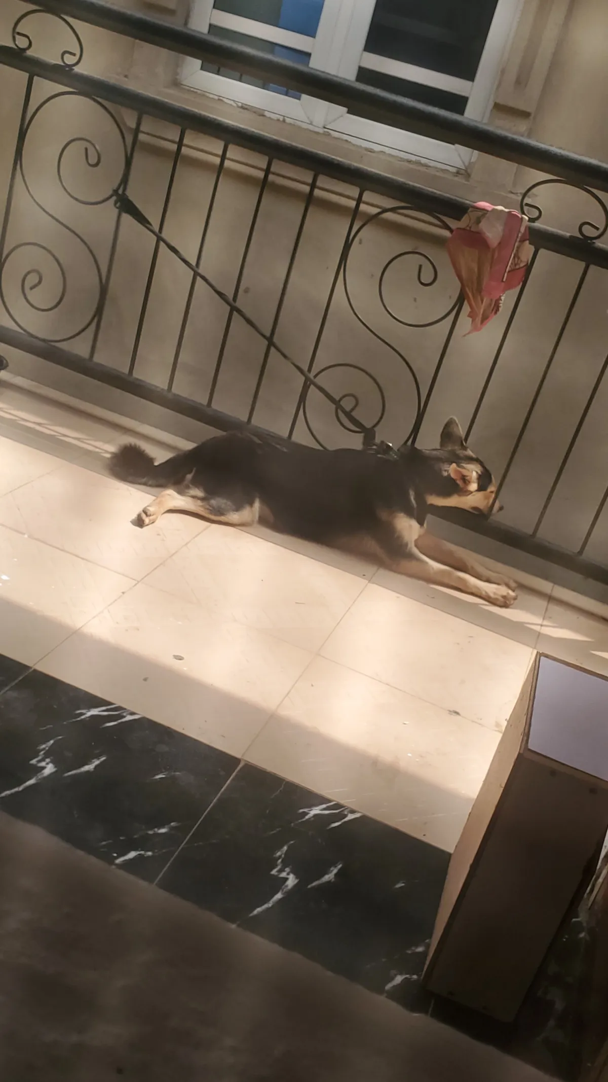 Husky-Shepherd Ready For A New Home - Image 4