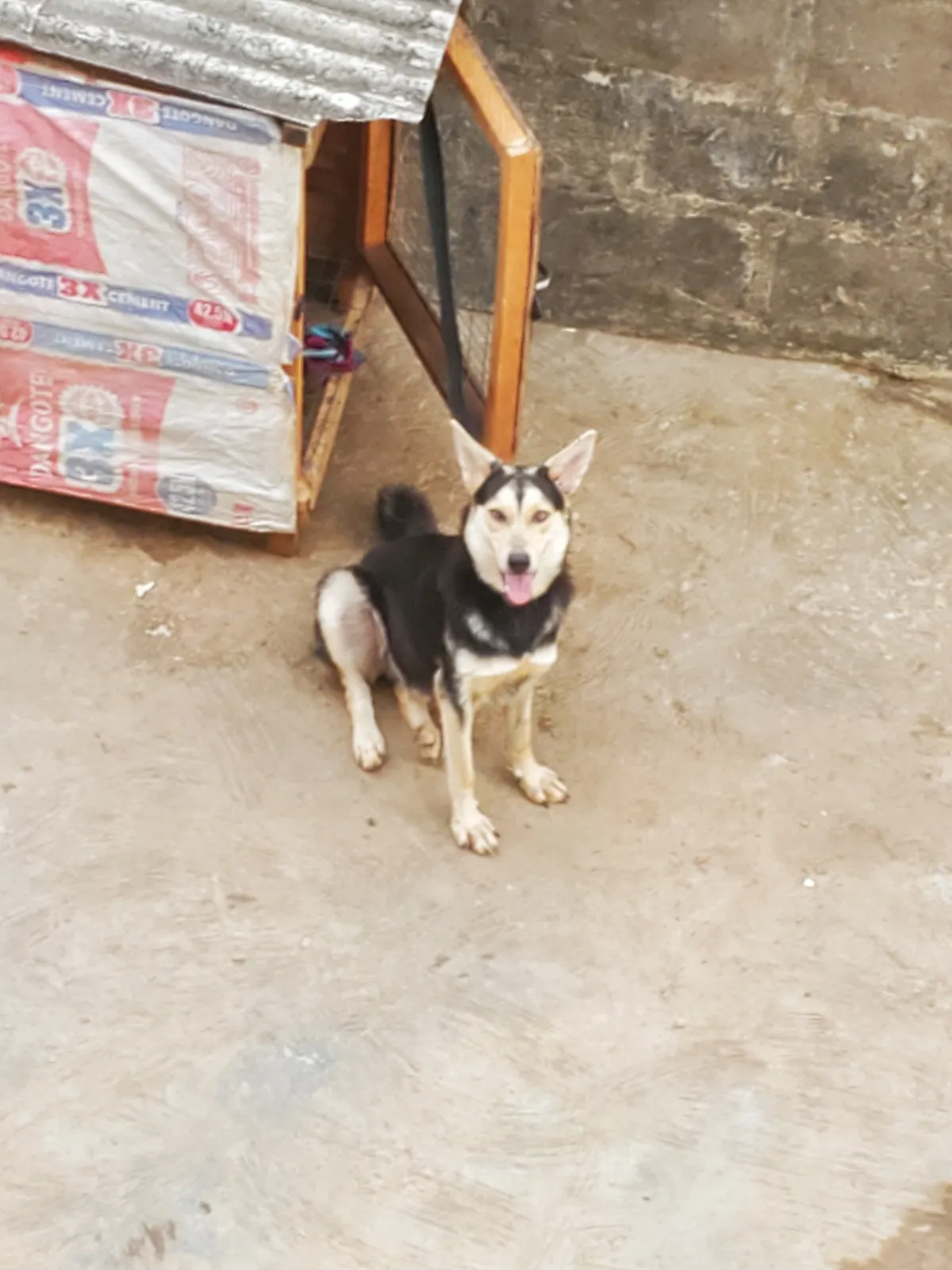 Husky-Shepherd Ready For A New Home - Image 5